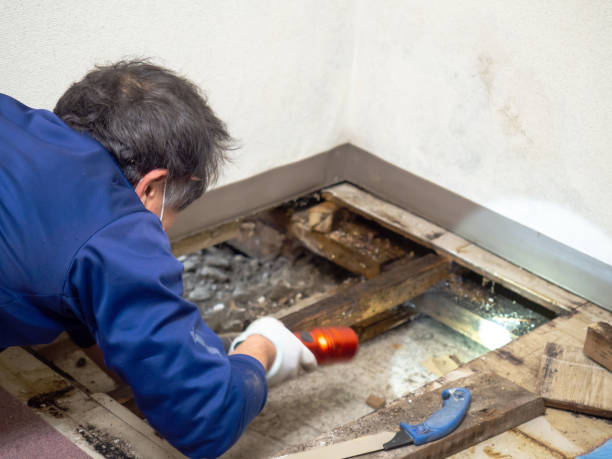 Best Preventive Mold Services in Pocasset, MA