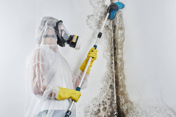 Best Insurance-Related Mold Remediation in Pocasset, MA