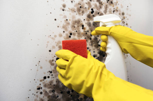 Reliable Pocasset, MA Mold Remediation Solutions