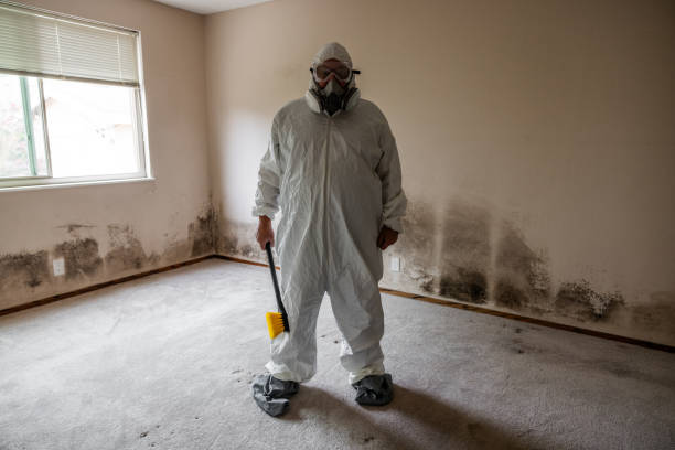 Best Mold Remediation for Specific Building Types in Pocasset, MA
